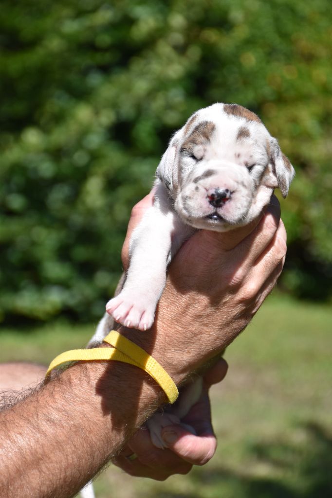 De La Plaine Jurassienne - Chiots disponibles - Dogue allemand
