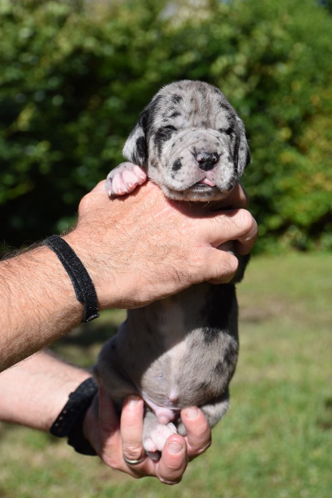 De La Plaine Jurassienne - Chiots disponibles - Dogue allemand