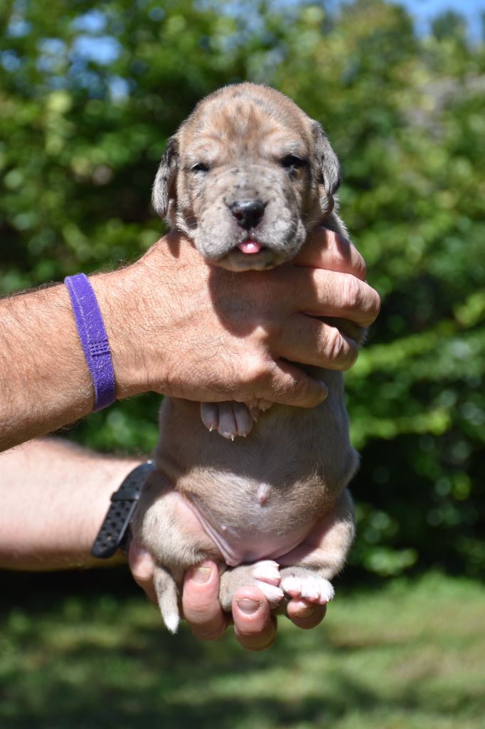 De La Plaine Jurassienne - Chiots disponibles - Dogue allemand
