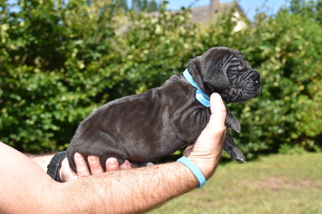 De La Plaine Jurassienne - Chiots disponibles - Dogue allemand