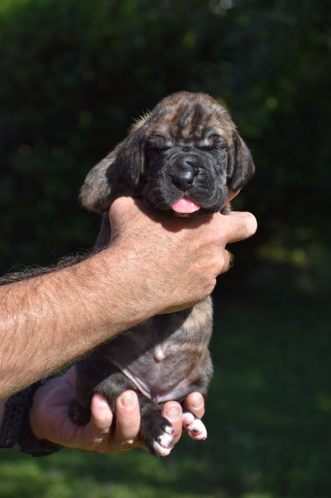 De La Plaine Jurassienne - Chiots disponibles - Dogue allemand