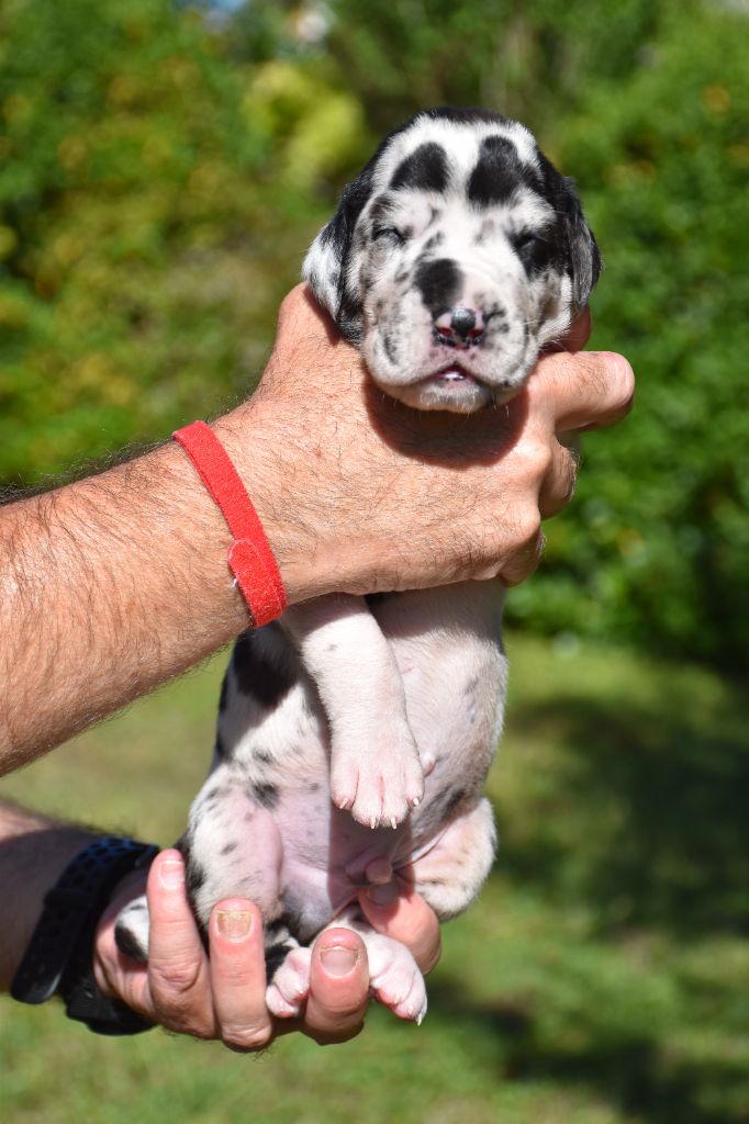 De La Plaine Jurassienne - Chiots disponibles - Dogue allemand