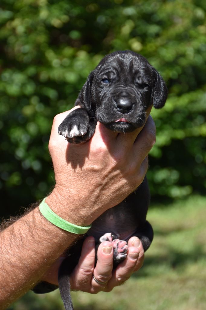 De La Plaine Jurassienne - Chiots disponibles - Dogue allemand