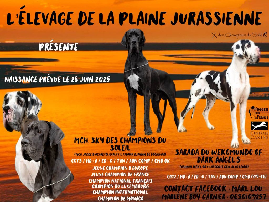 Chiot Dogue allemand De La Plaine Jurassienne