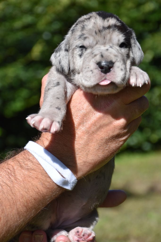De La Plaine Jurassienne - Chiots disponibles - Dogue allemand