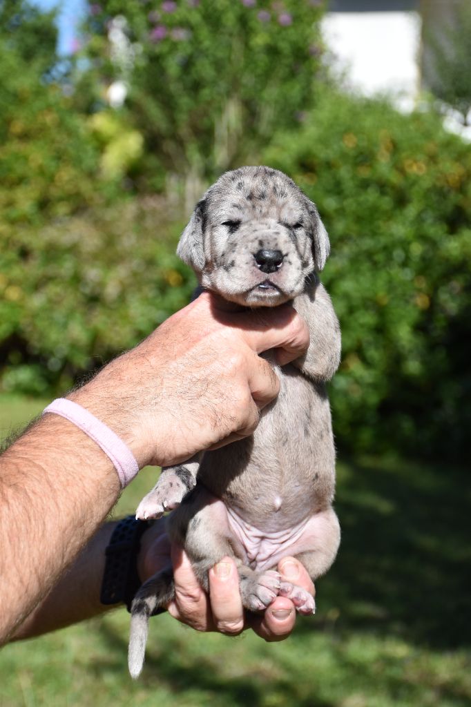 De La Plaine Jurassienne - Chiots disponibles - Dogue allemand